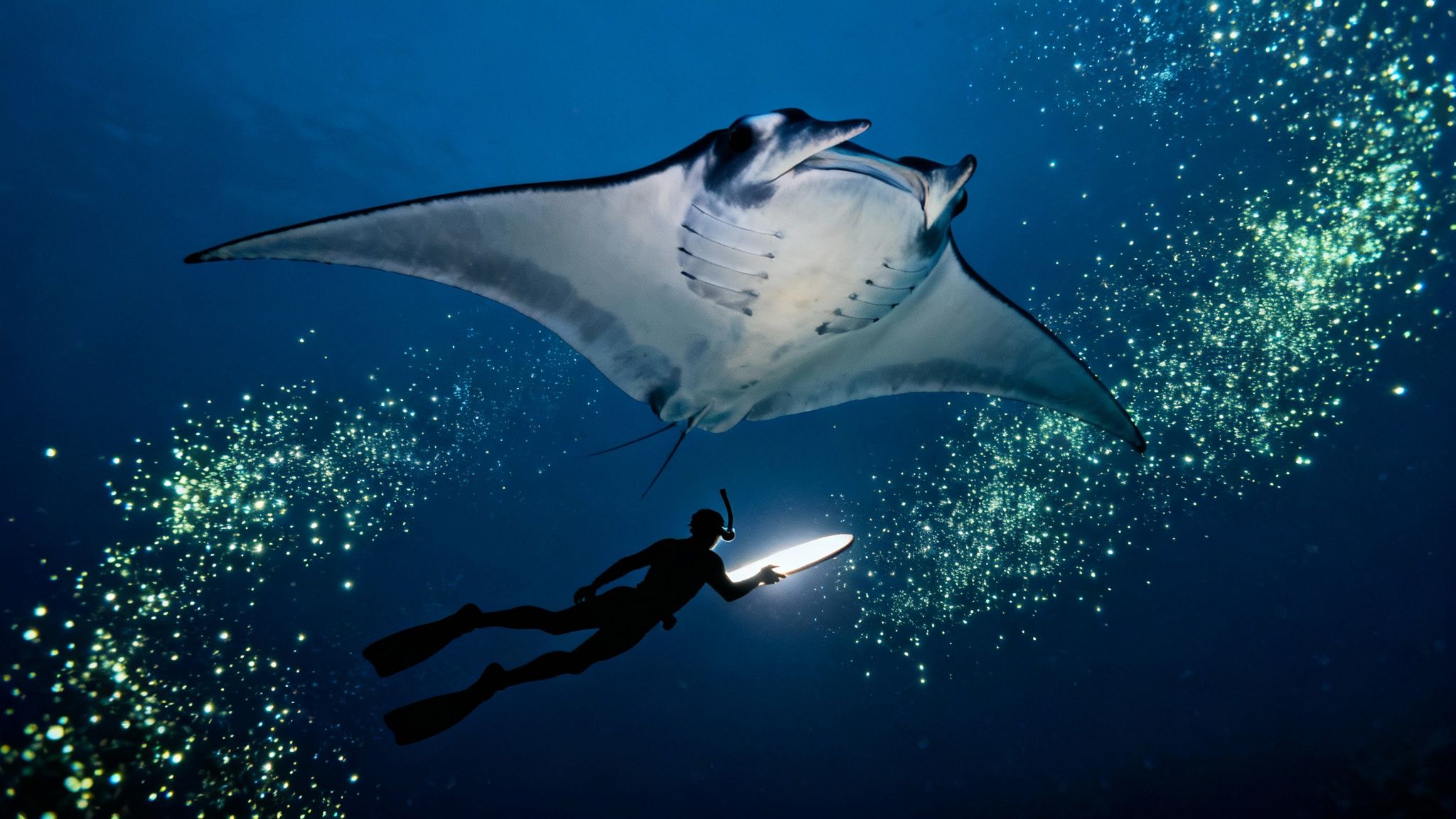 Kona Coast (Big Island) - The World's Premier Manta Ray Night Dive