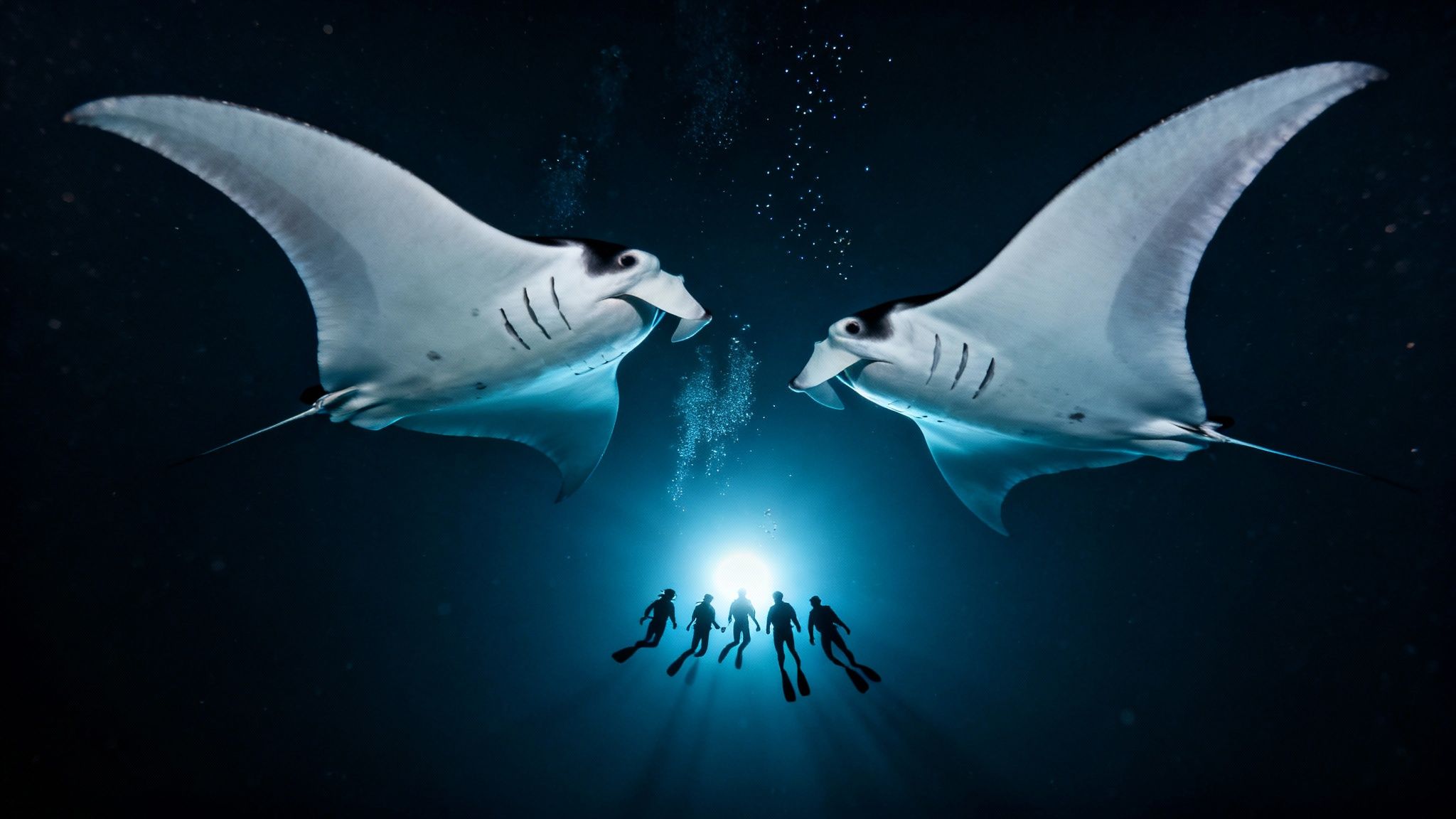 Divers experience a magical underwater encounter with two majestic manta rays at night.