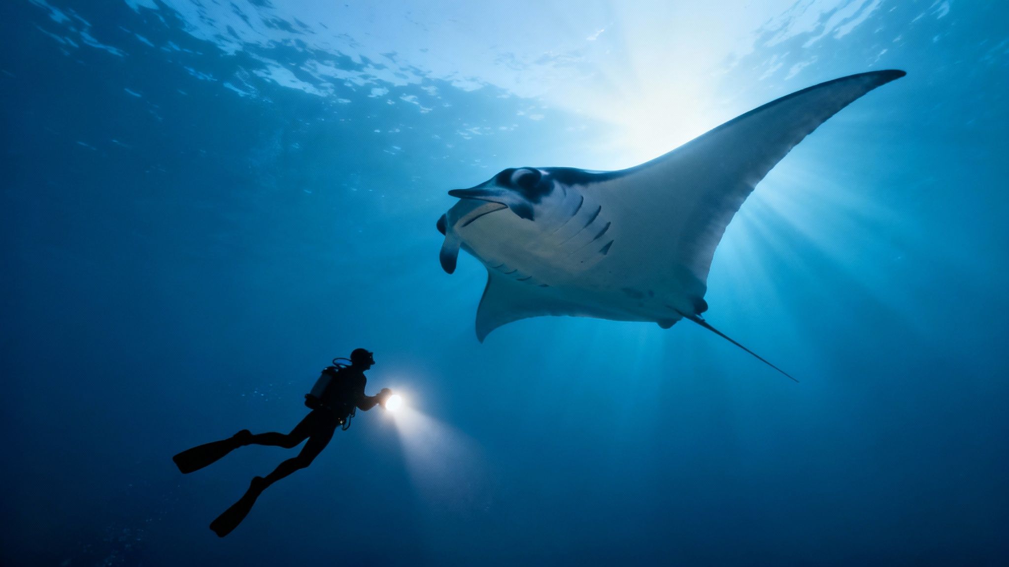 A manta ray gracefully swims over a scuba diver's head during a night dive in Kona.