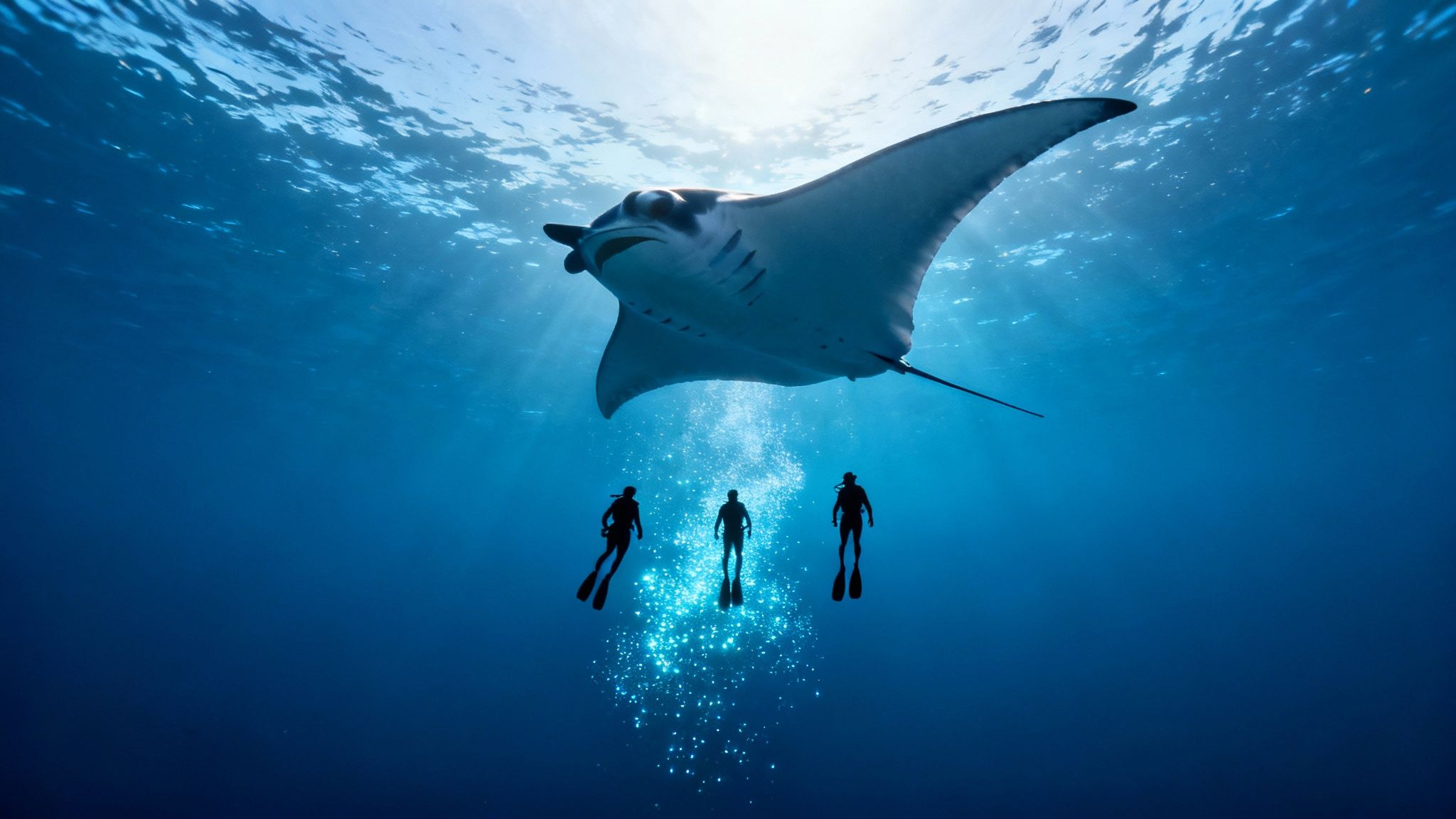 Three scuba divers swimming beneath a majestic manta ray gliding through crystal clear blue ocean water