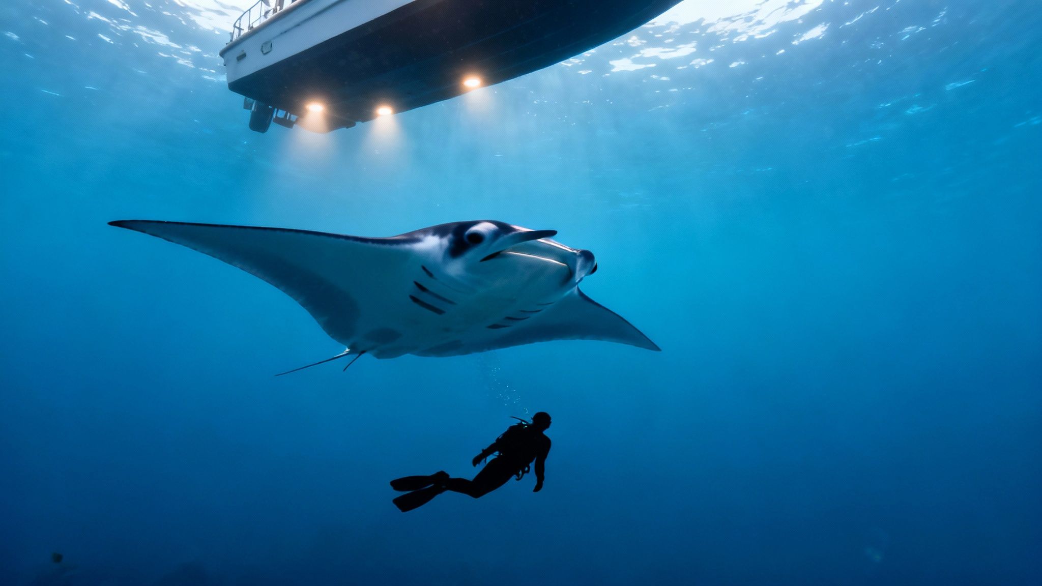 A scuba diver swims below a large manta ray and a boat with bright lights in clear blue water.