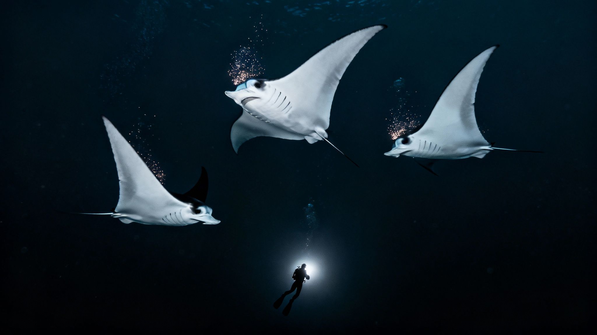 A manta ray gracefully glides through the dark water, illuminated by a diver's light on the Big Island.
