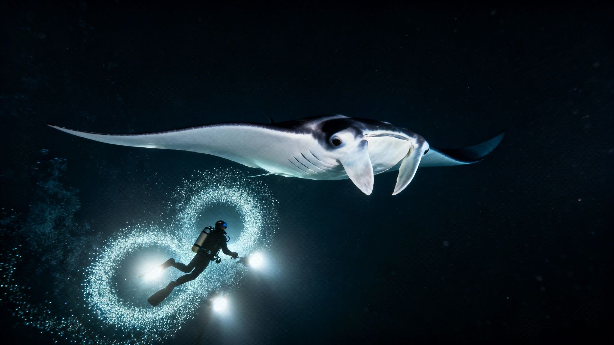 A scuba diver illuminates a majestic manta ray in dark water, surrounded by light bubbles.