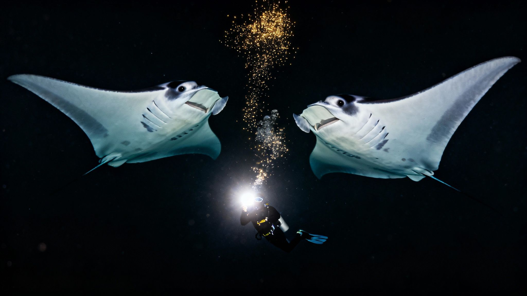 Underwater night dive with two majestic manta rays attracted to a diver's bright light, illuminated by plankton.
