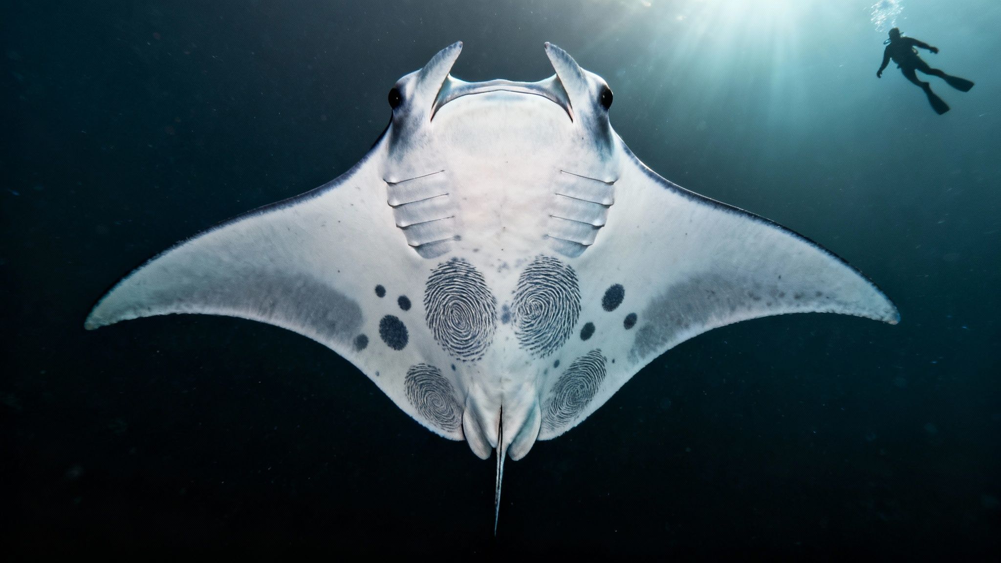 Close-up of a manta ray's underside, showing the unique spot patterns used for identification.