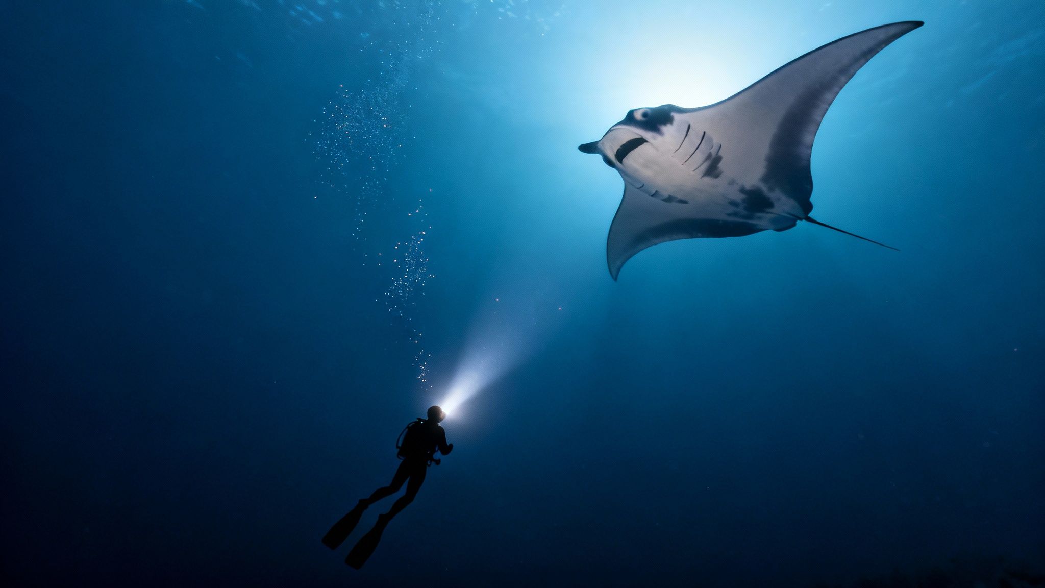 A scuba diver with a bright light encounters a majestic manta ray swimming above in the deep blue ocean.