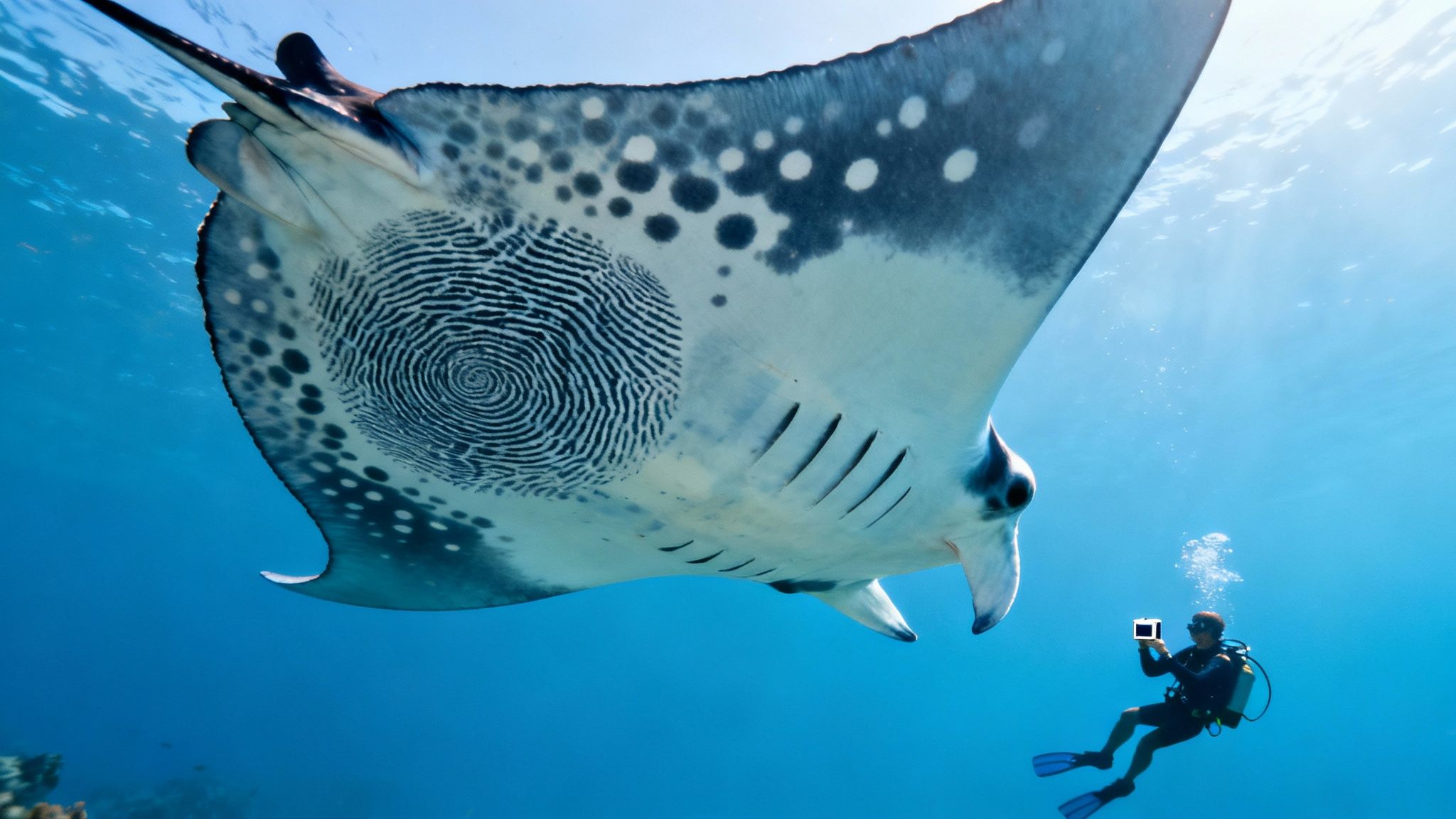 A close-up shot of the underside of a manta ray, showing its unique black spot pattern.