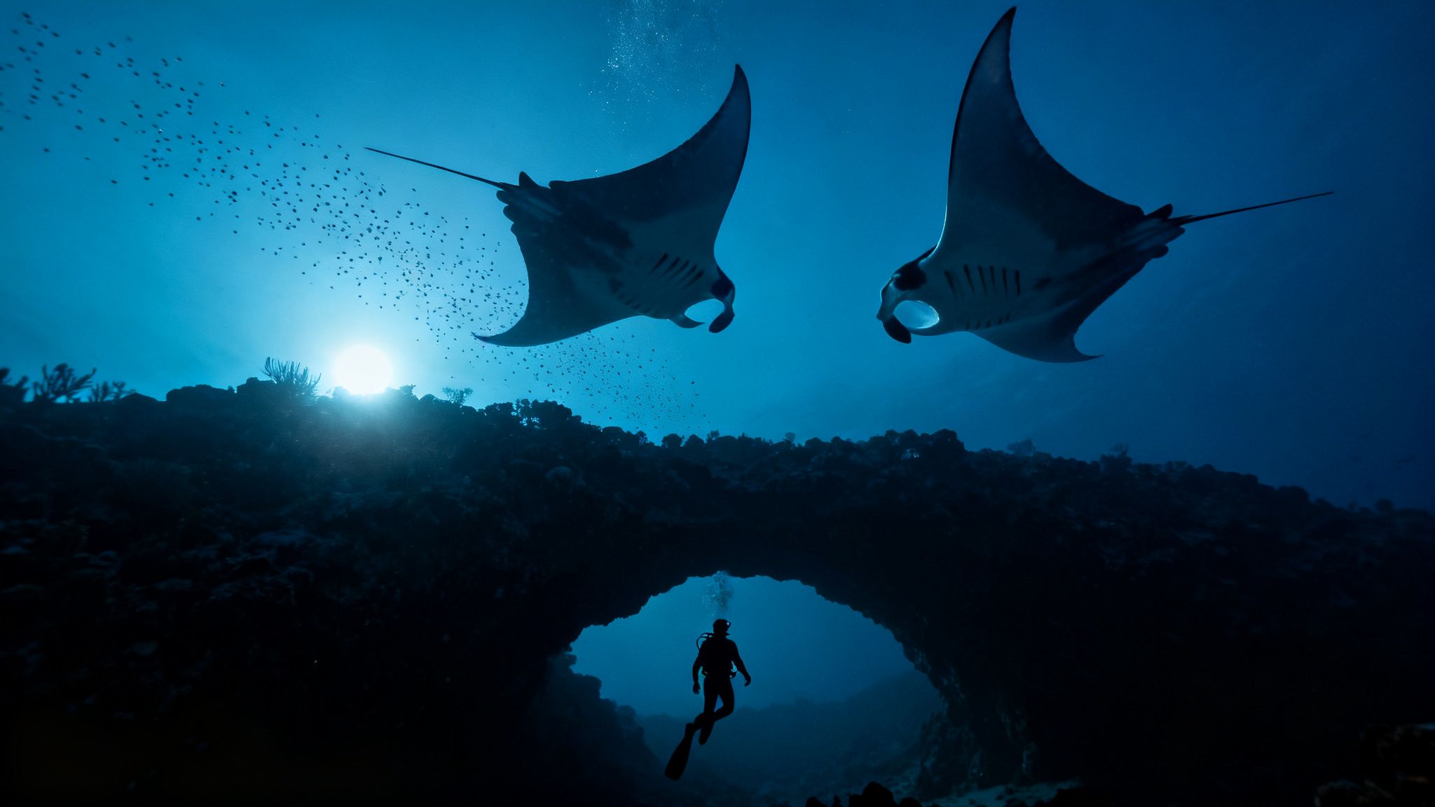 Two majestic manta rays swim above a diver entering an underwater arch with sunlight.