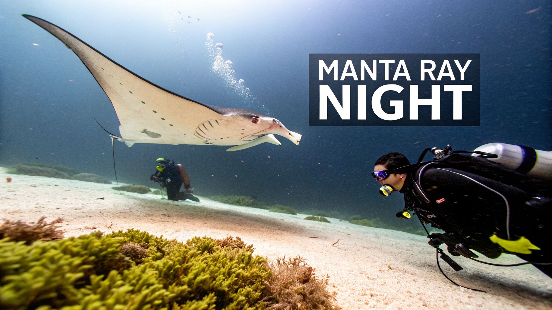 Manta Ray Night Dive
