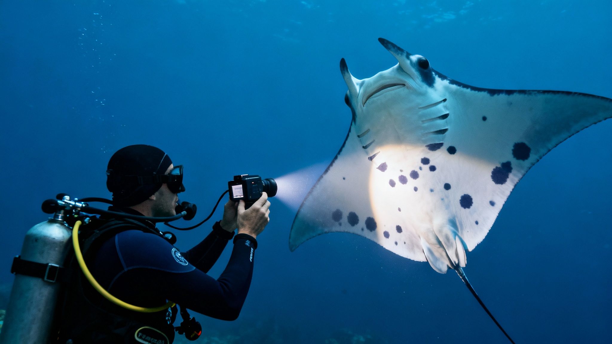A photo of the unique spot patterns on a manta ray's belly, used for identification.