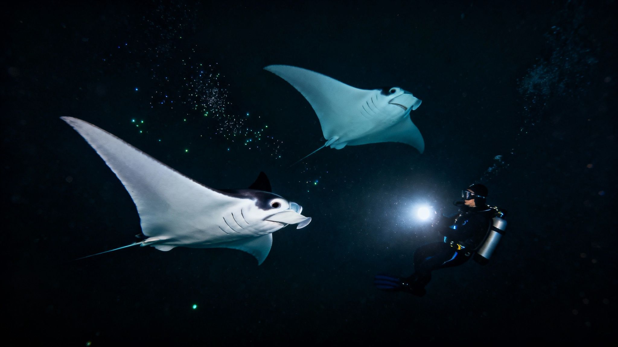 A diver shines a bright light on two large manta rays in dark ocean water, revealing bioluminescent plankton.