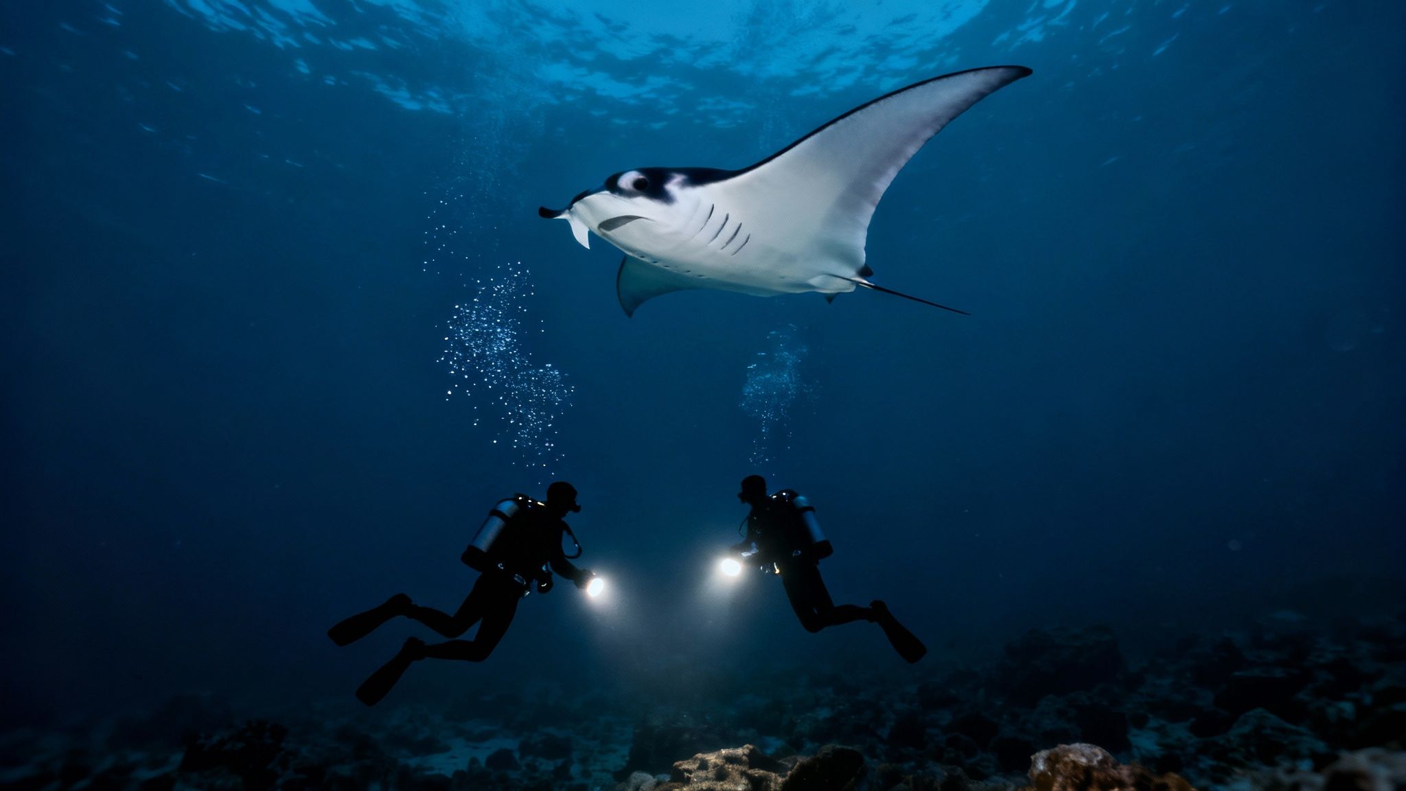 A graceful manta ray glides through the dark ocean, illuminated by dive lights from below.