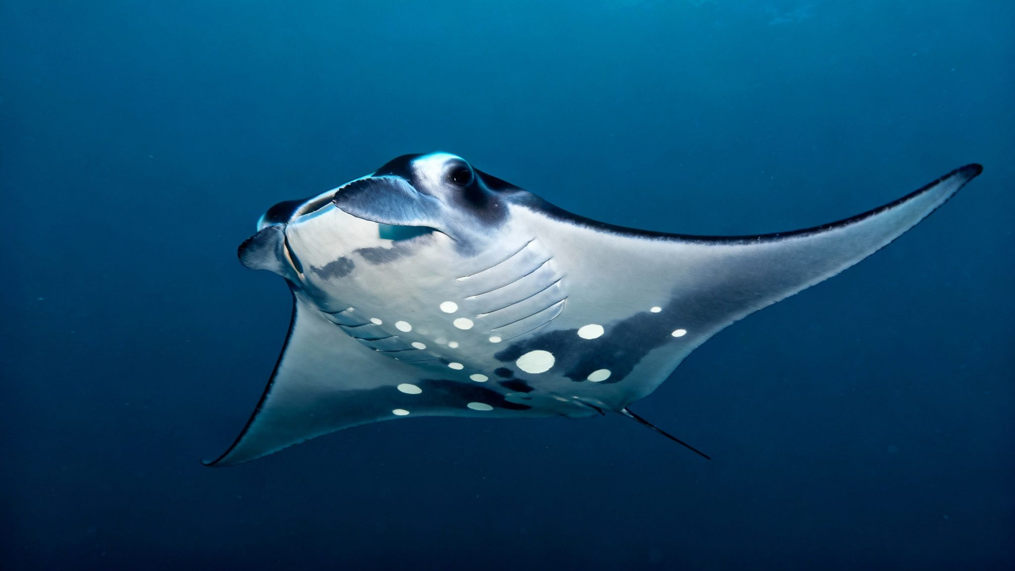A close-up of a manta ray's underside, showing its unique spot patterns.