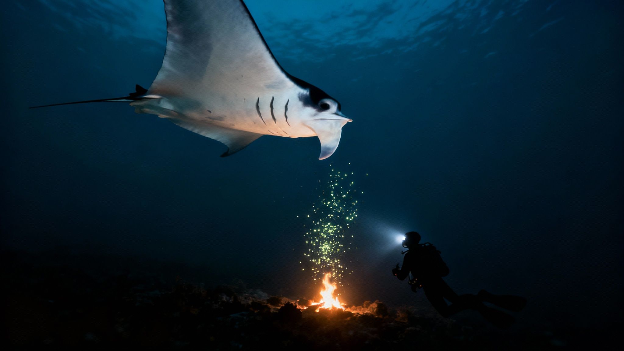 A manta ray glides through the dark water with its mouth open, illuminated by a diver's light.