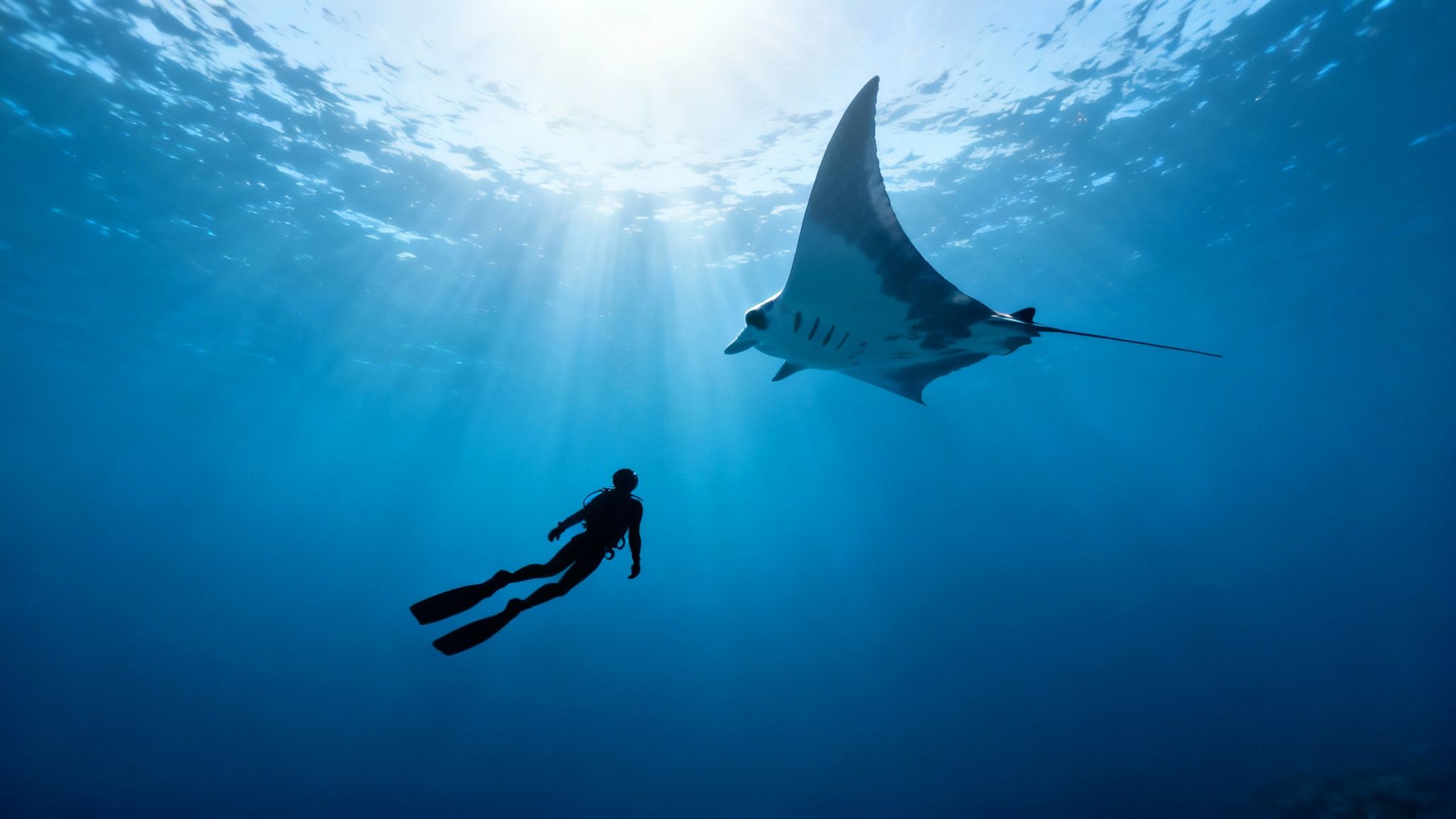 A scuba diver swims gracefully beneath a magnificent manta ray in deep blue ocean waters.
