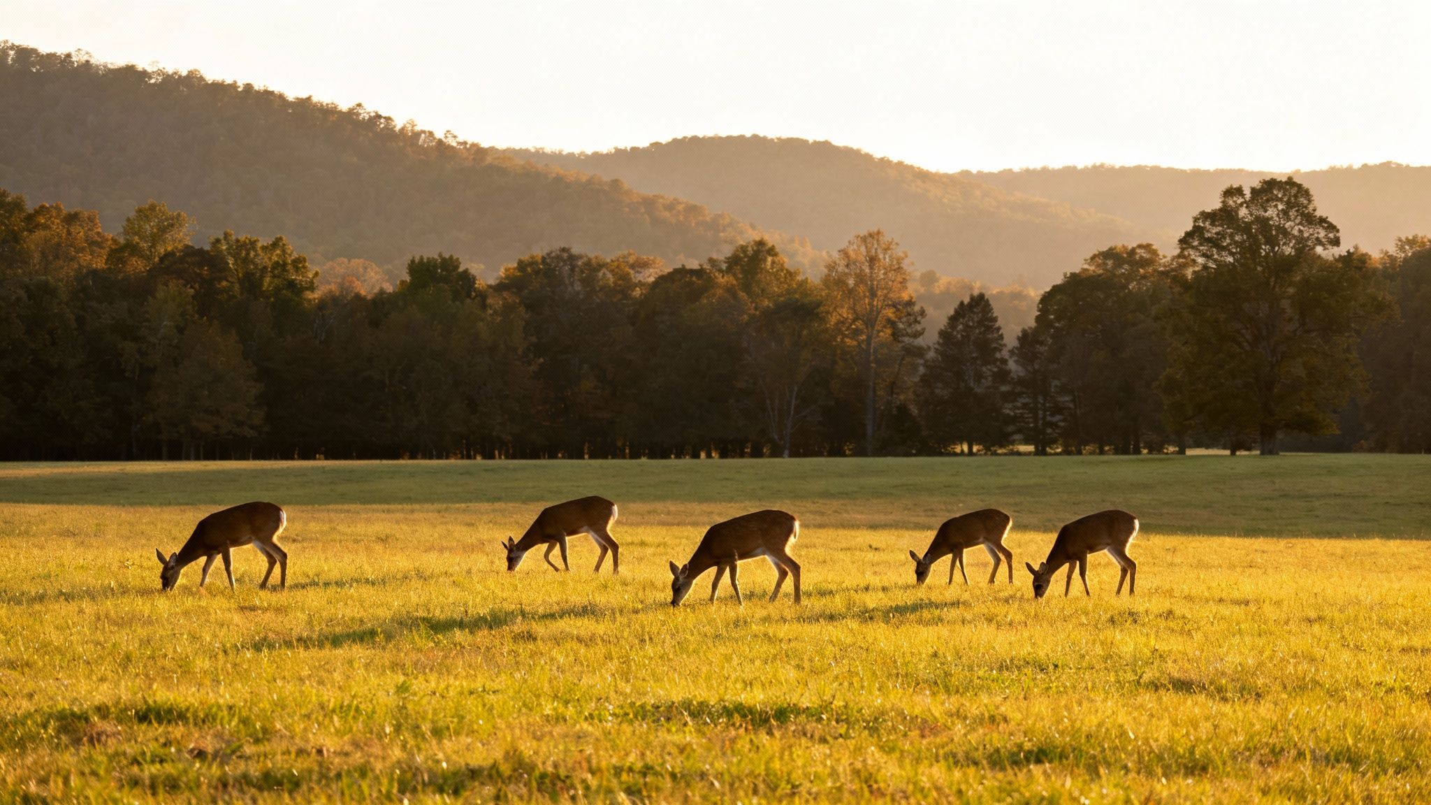 Five deer graze in a sunlit field with a forest and misty mountains at sunset.