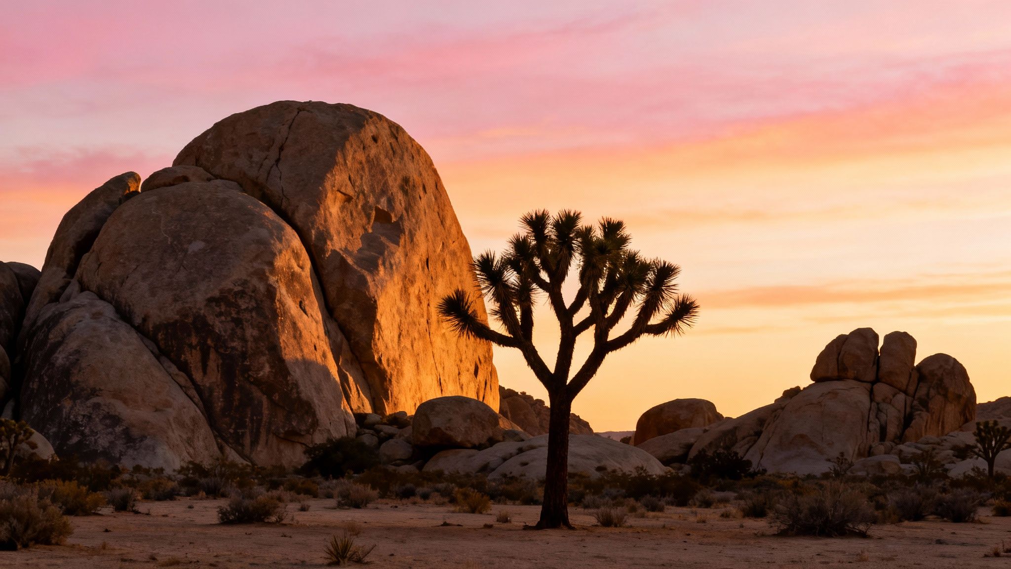 A Joshua tree stands in silhouette against a dramatic pink and orange sunset sky over desert rock formations.