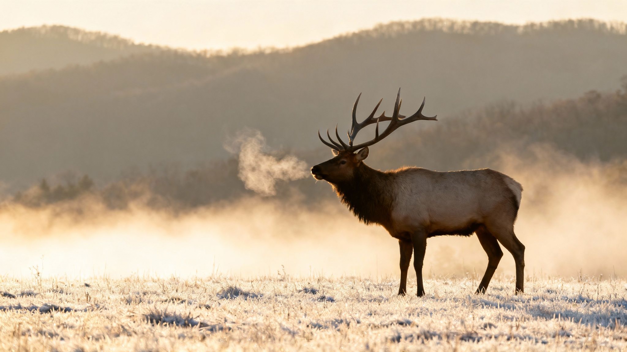 A majestic bull elk breathes visible vapor in a frosty field with misty, golden mountains at sunrise.