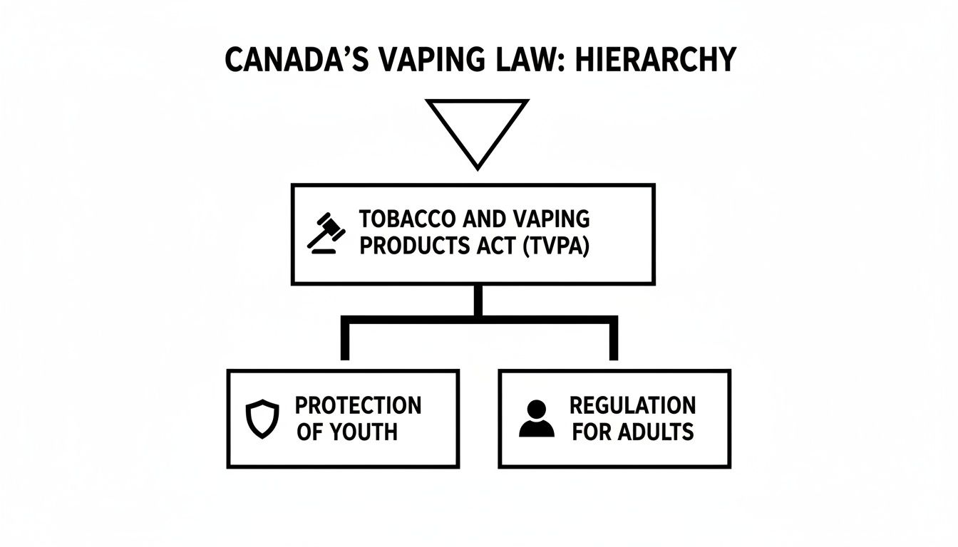 A hierarchy chart illustrates Canada's vaping law, with the TVPA leading to youth protection and adult regulation.
