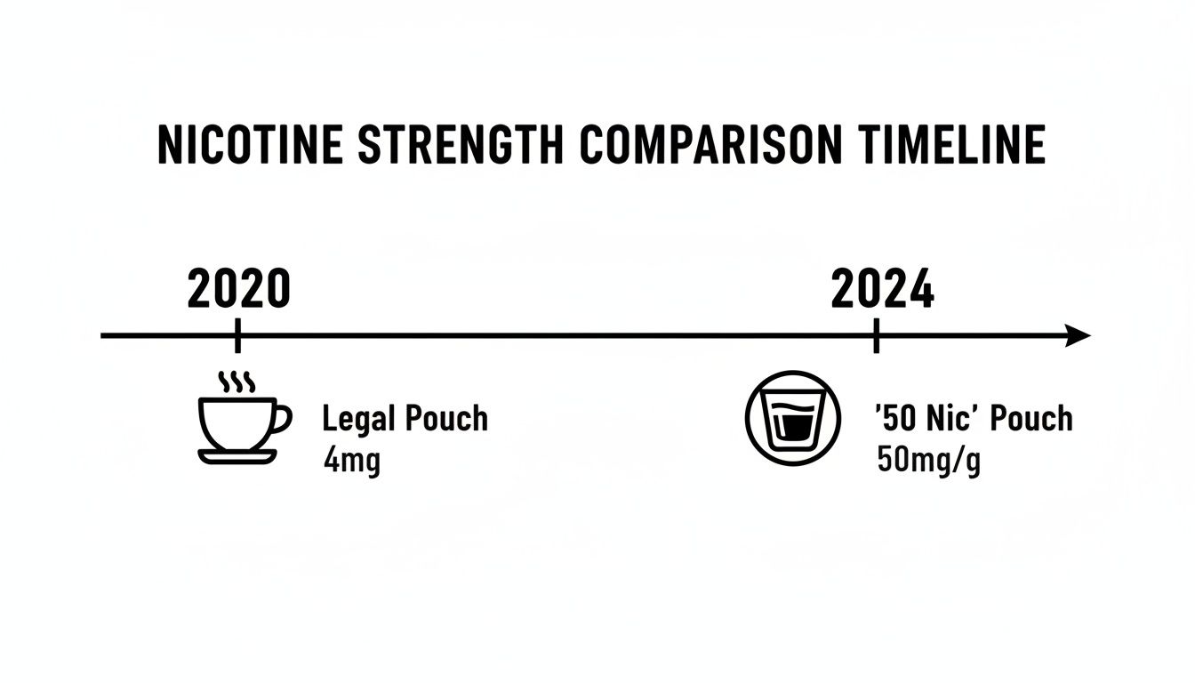 Nicotine strength comparison timeline showing 4mg legal pouches in 2020 and 50mg/g '50 Nic' pouches in 2024.