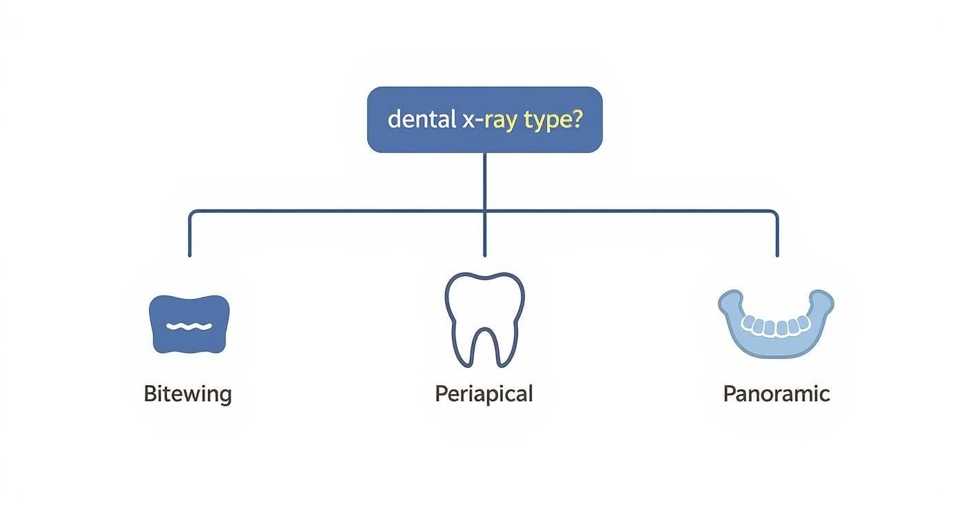 Infographic about dental x ray frequency