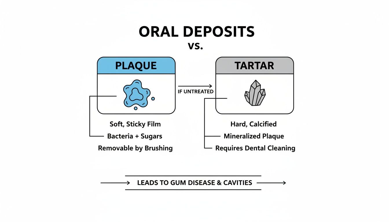 Diagram illustrating plaque (soft, sticky film) transforming into tartar (hard, calcified) if untreated, both leading to gum disease.