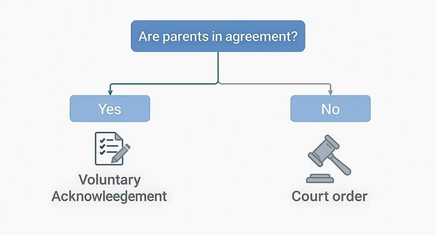 Infographic about paternity laws texas