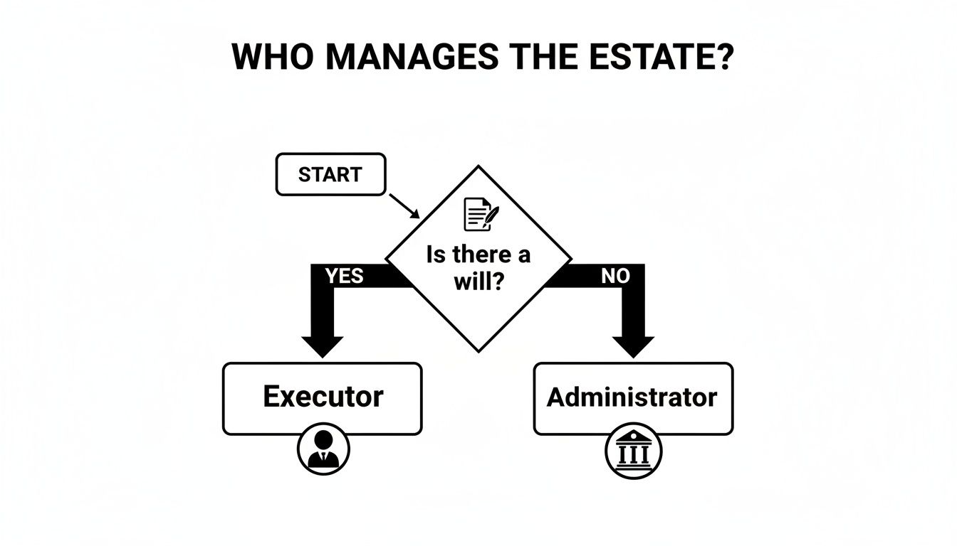 Flowchart illustrating whether an executor or administrator manages an estate based on the presence of a will.