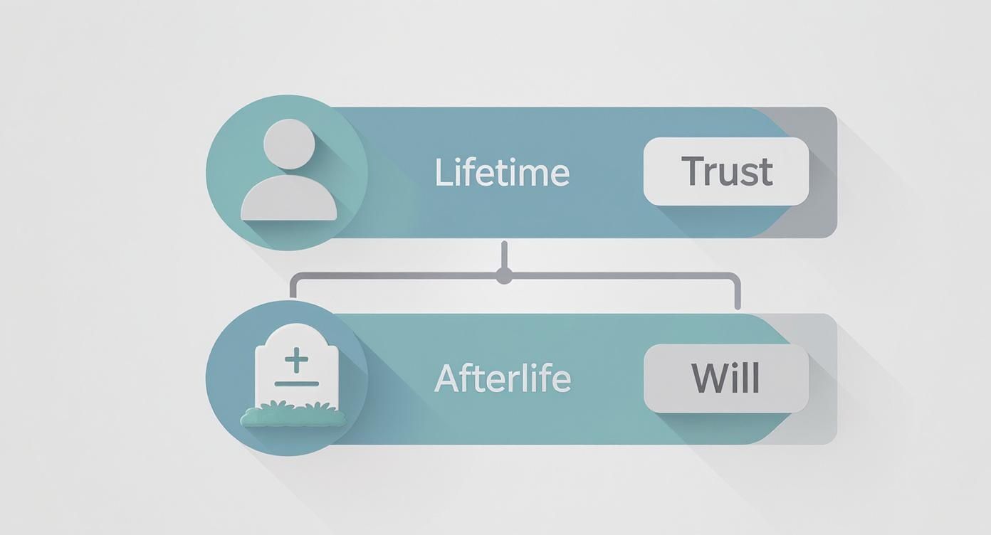 Diagram illustrating the differences between a living trust for asset management during a lifetime and a will for posthumous legal authority, relevant to estate planning and probate processes.