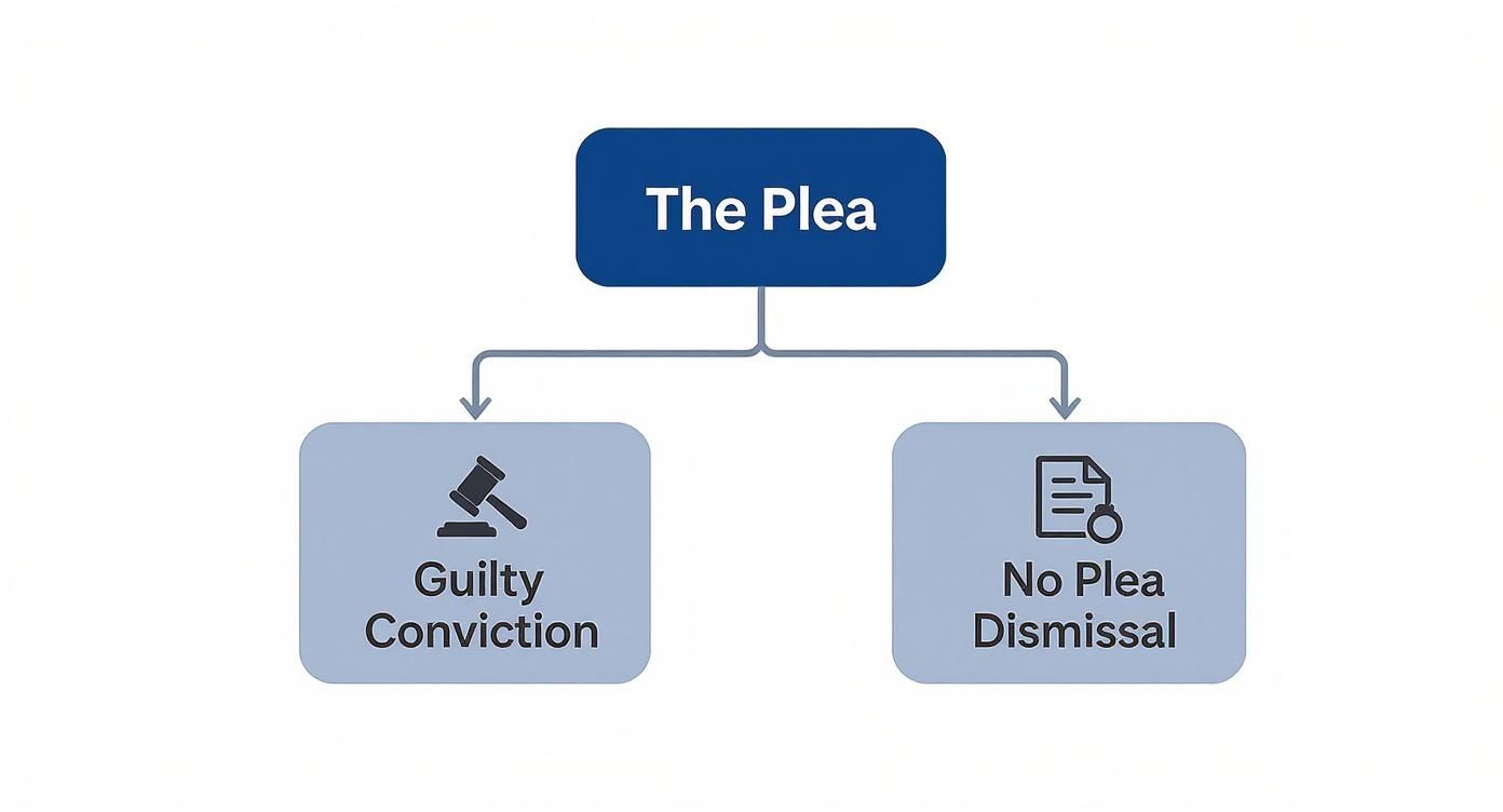 A flowchart titled 'The Plea' showing two outcomes: 'Guilty Conviction' and 'No Plea Dismissal'.