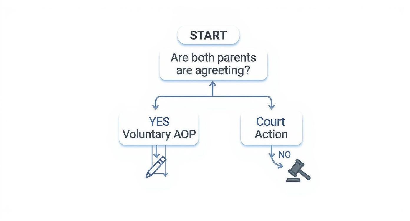 Infographic about how do i establish paternity