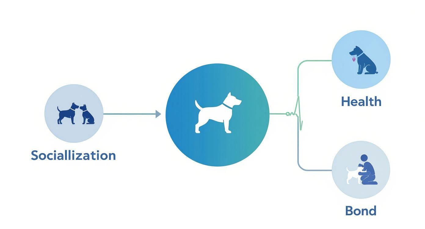 Infographic about dog social clubs