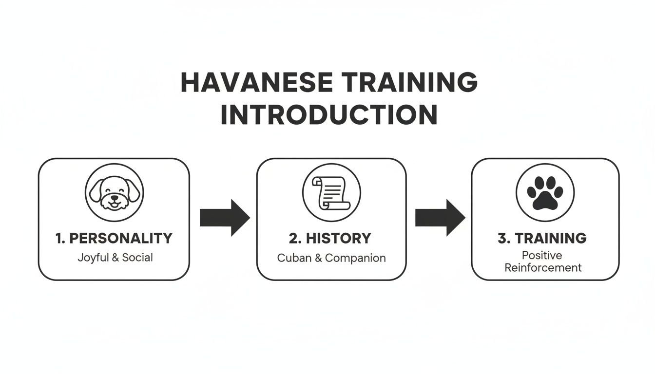 Infographic introduces Havanese dogs, covering their joyful personality, Cuban history, and positive reinforcement training.