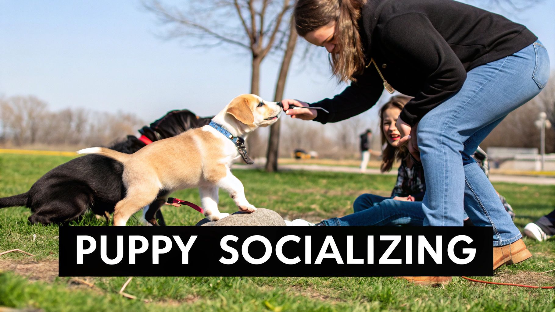 A group of different puppy breeds playing together in a sunny, grassy park