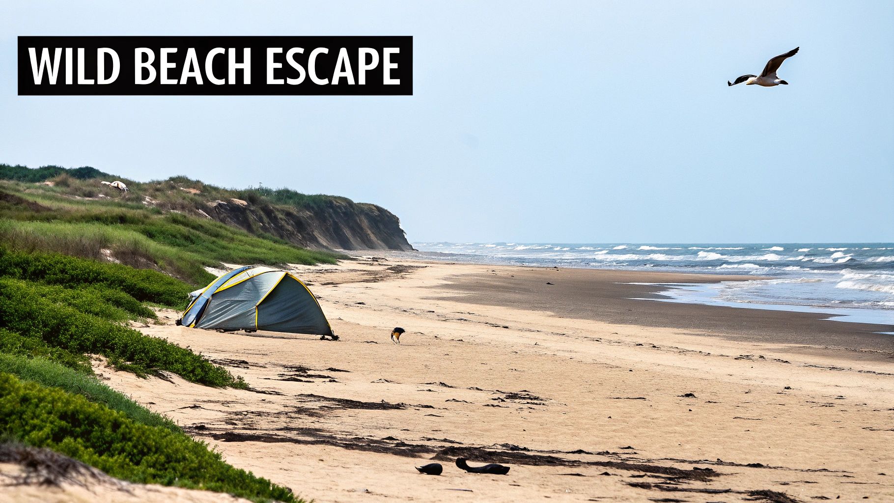 A tent sits on a wild sandy beach with green dunes and ocean waves, a bird flying above.