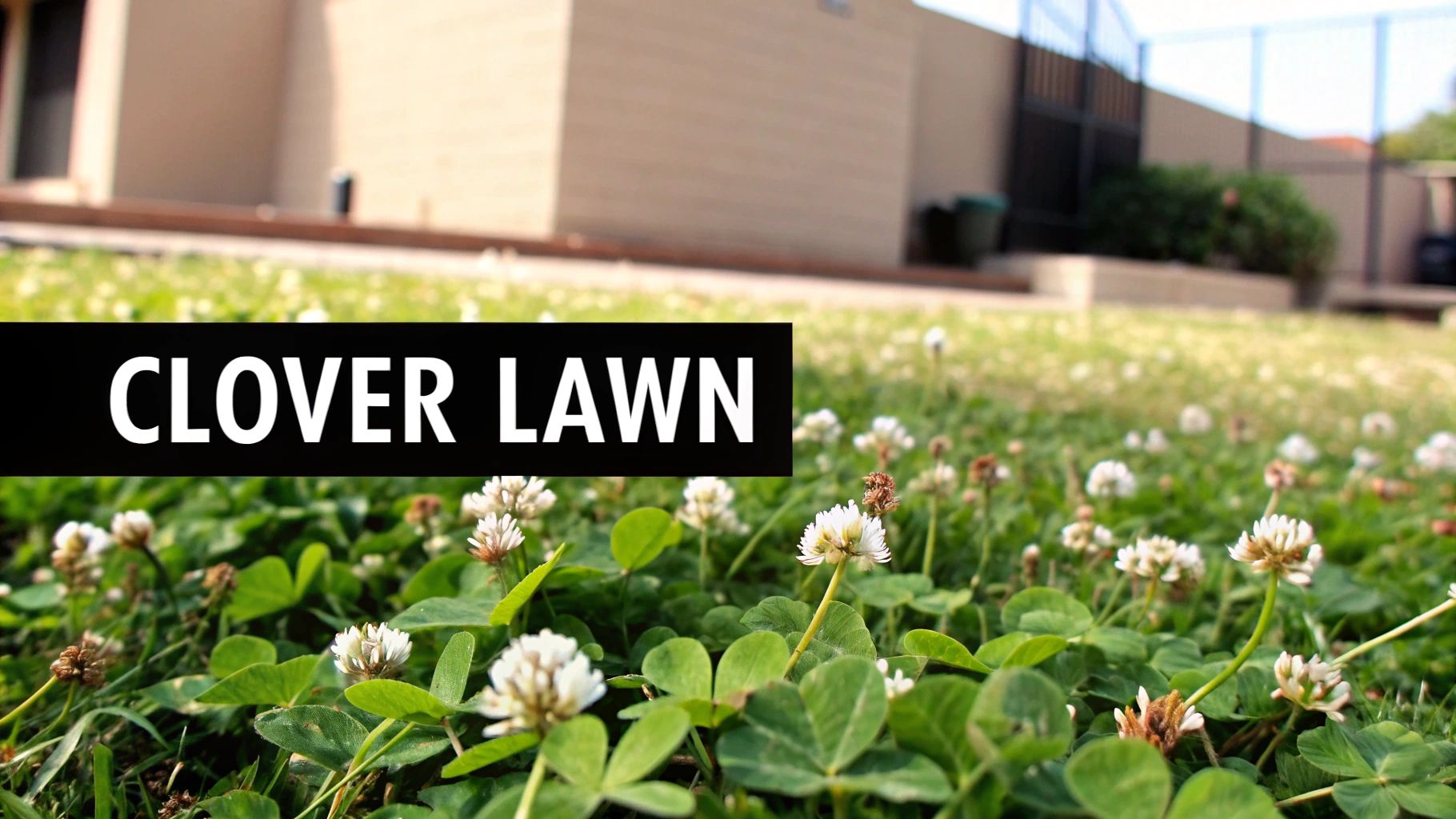 A lush, green clover lawn dotted with small white flowers.