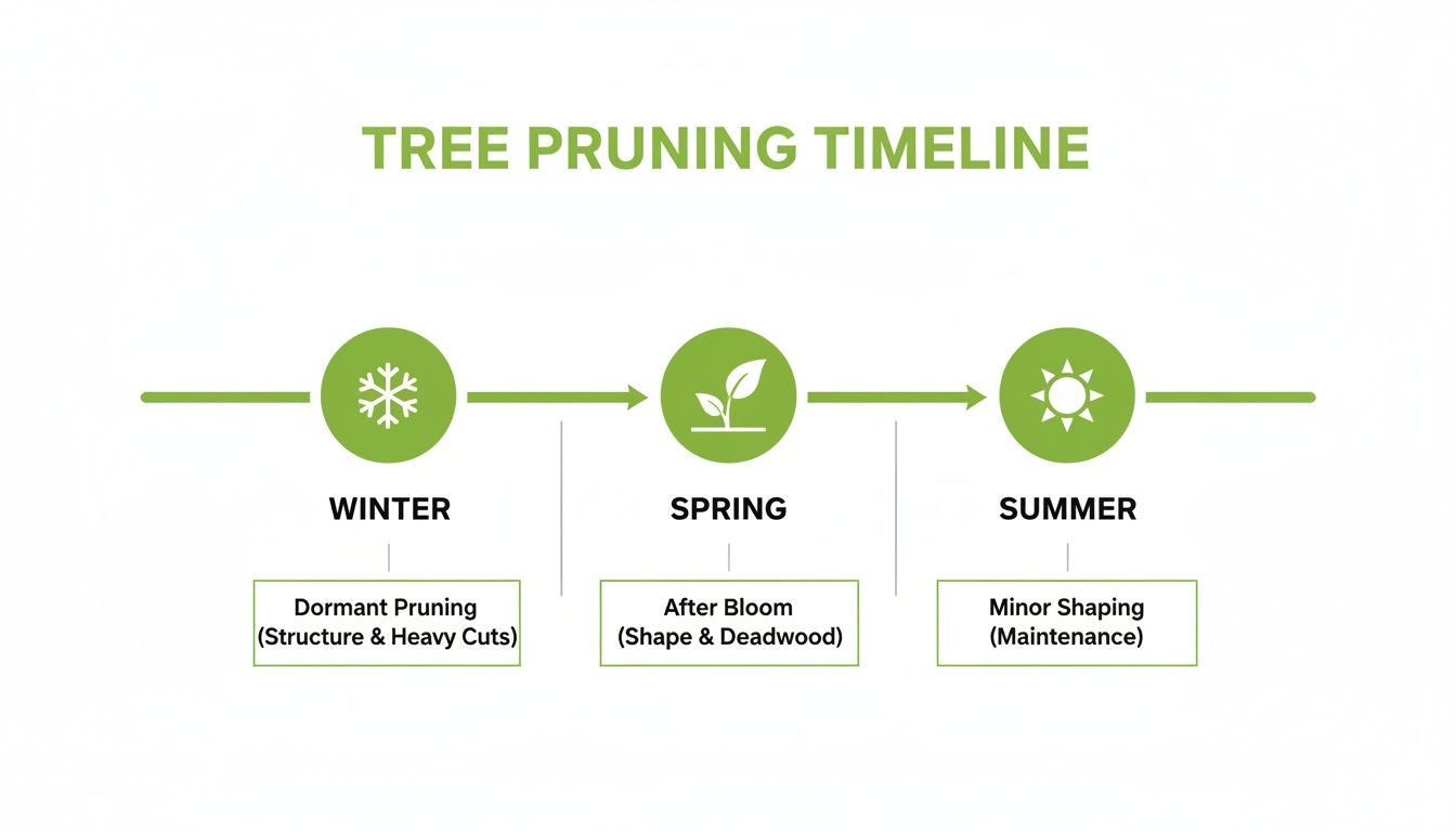A tree pruning timeline showing dormant pruning in winter, after bloom pruning in spring, and minor shaping in summer.