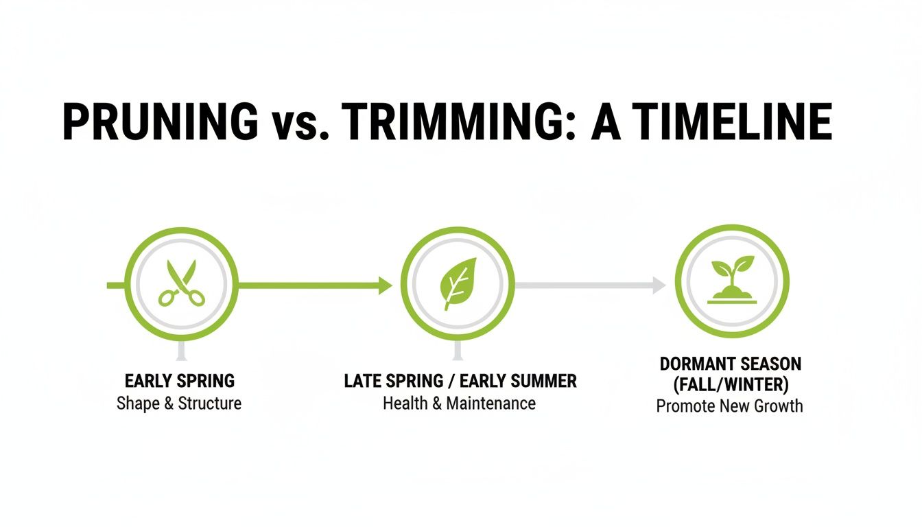 A timeline infographic illustrating the best seasons for pruning and trimming plants for different purposes.