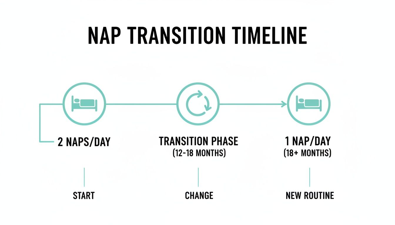 A nap transition timeline visual for babies, showing the shift from two naps to one nap per day.
