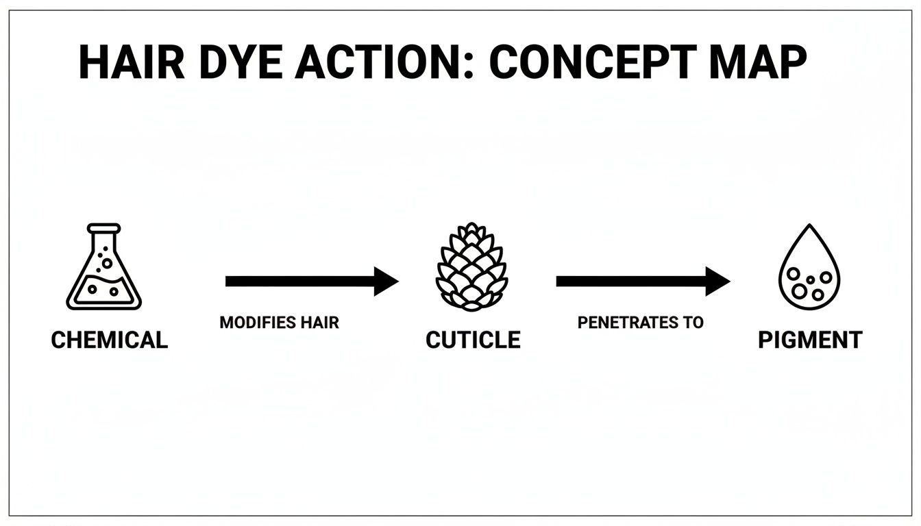 A concept map illustrating hair dye action, showing chemicals modifying hair, penetrating the cuticle, and reaching pigment.
