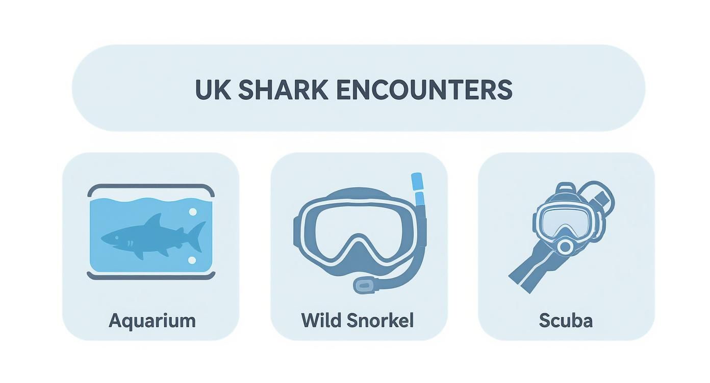An infographic detailing UK shark encounters, featuring icons for aquarium visits, wild snorkeling, and scuba diving.