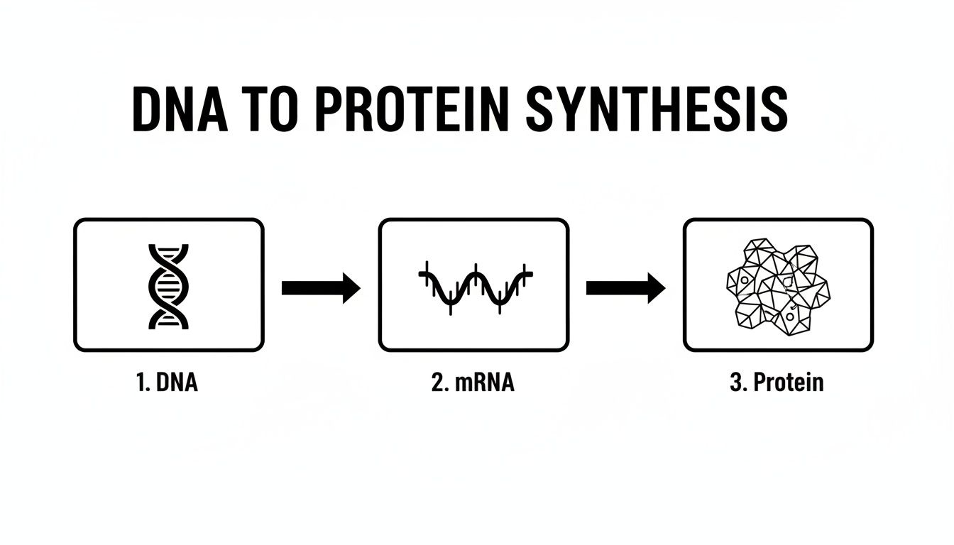 A sequential diagram illustrating the central dogma of molecular biology: DNA to mRNA to protein synthesis.