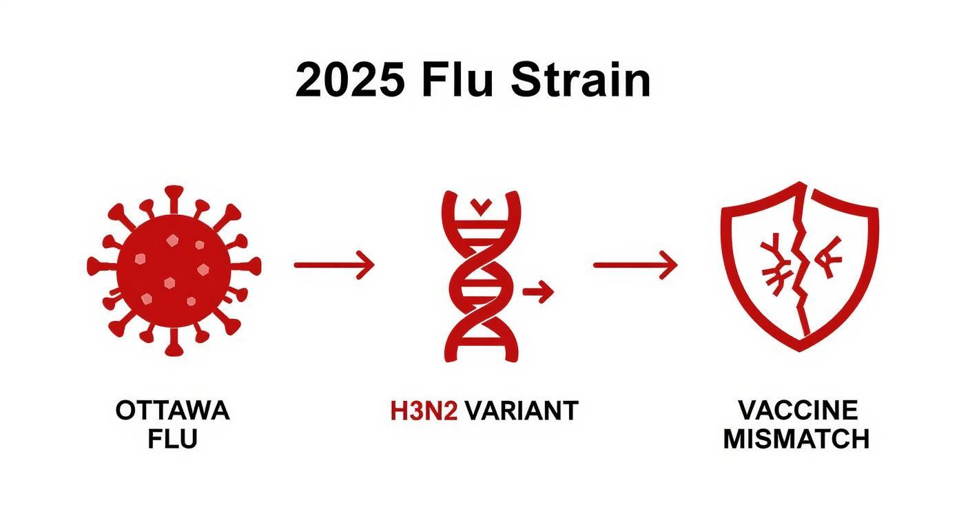 Infographic about Ottawa flu season 2025