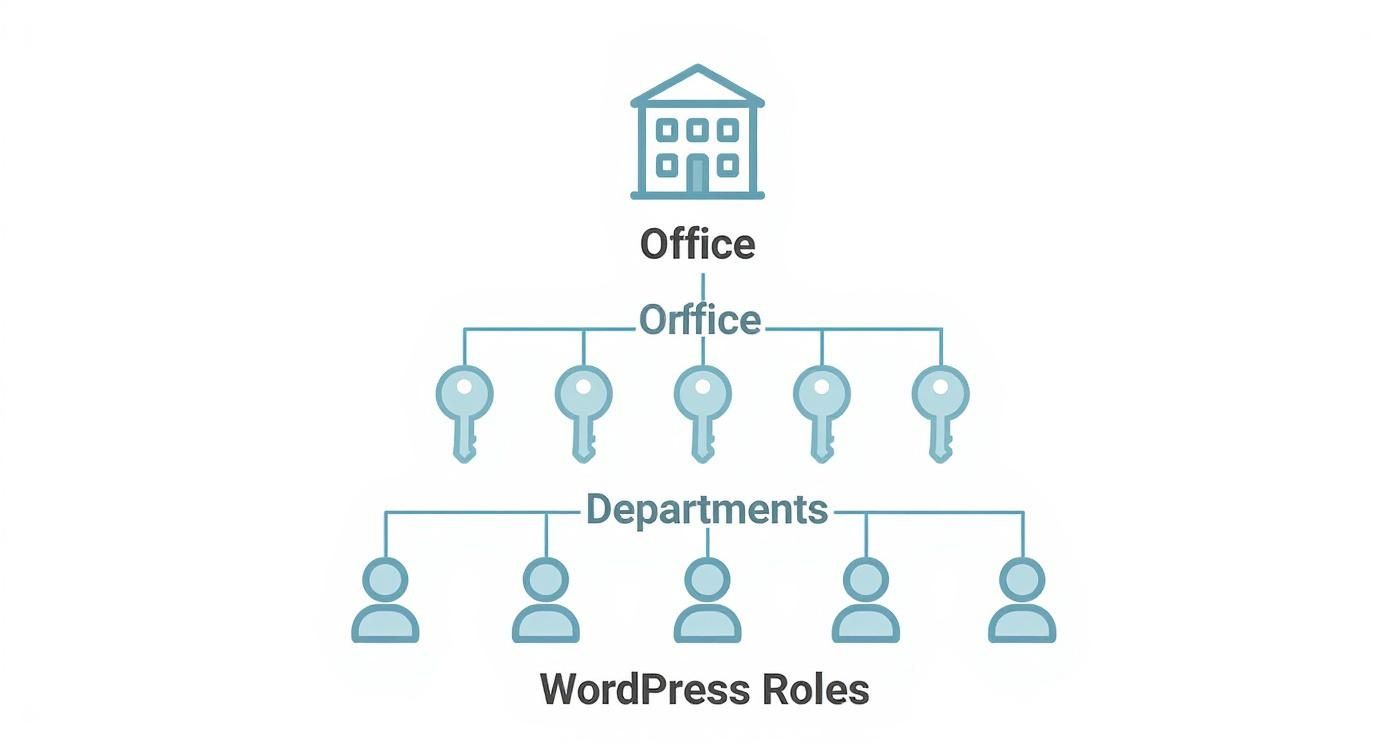 Infographic about wordpress user roles explained