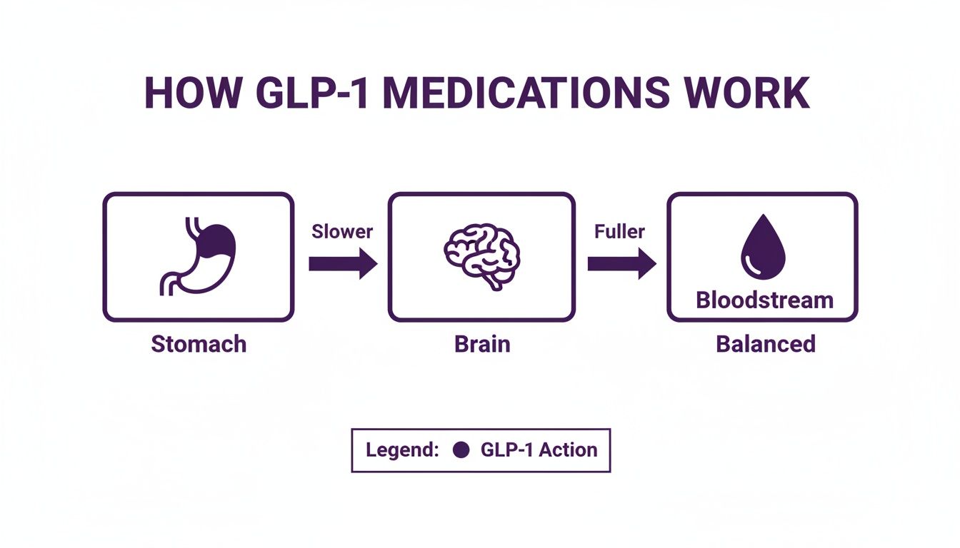 Diagram illustrating how GLP-1 medications work by slowing stomach emptying, promoting fullness in the brain, and balancing the bloodstream.