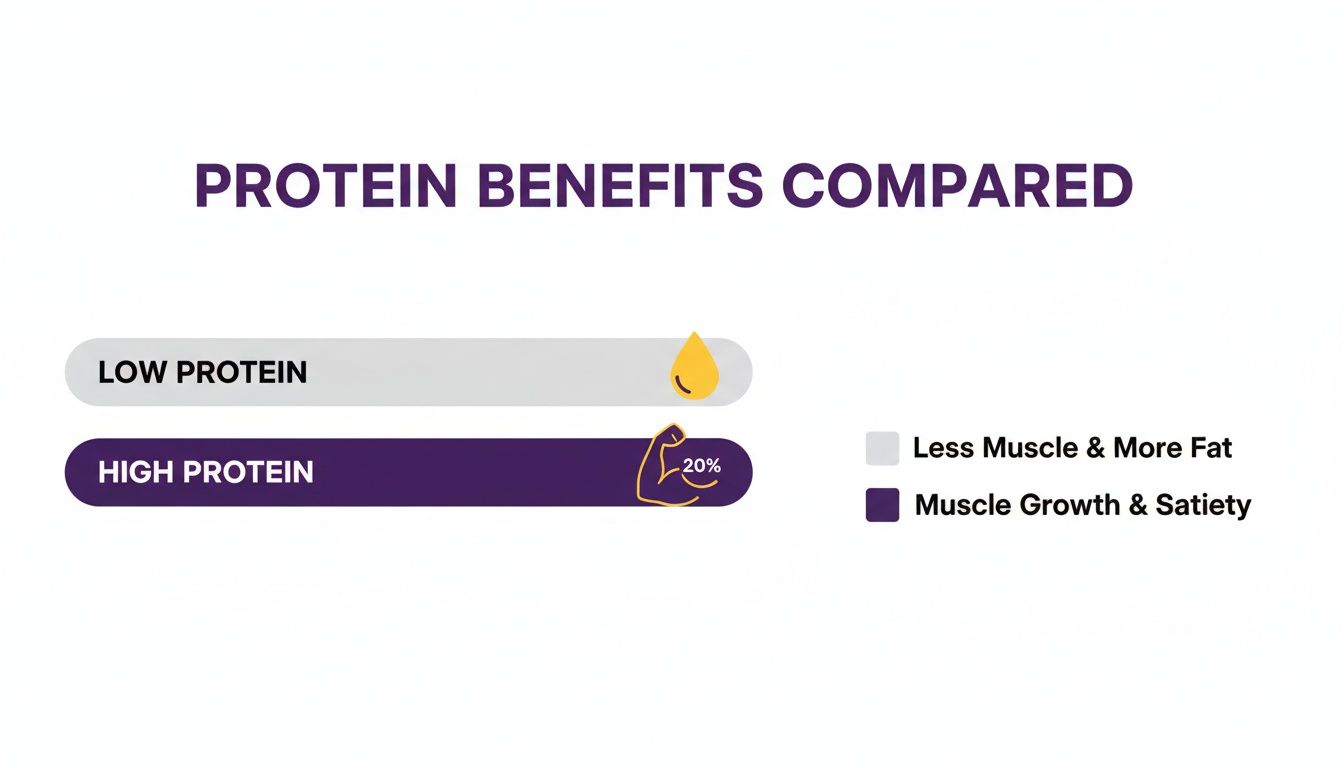 Infographic comparing benefits of low protein (less muscle, more fat) versus high protein (muscle growth, satiety).