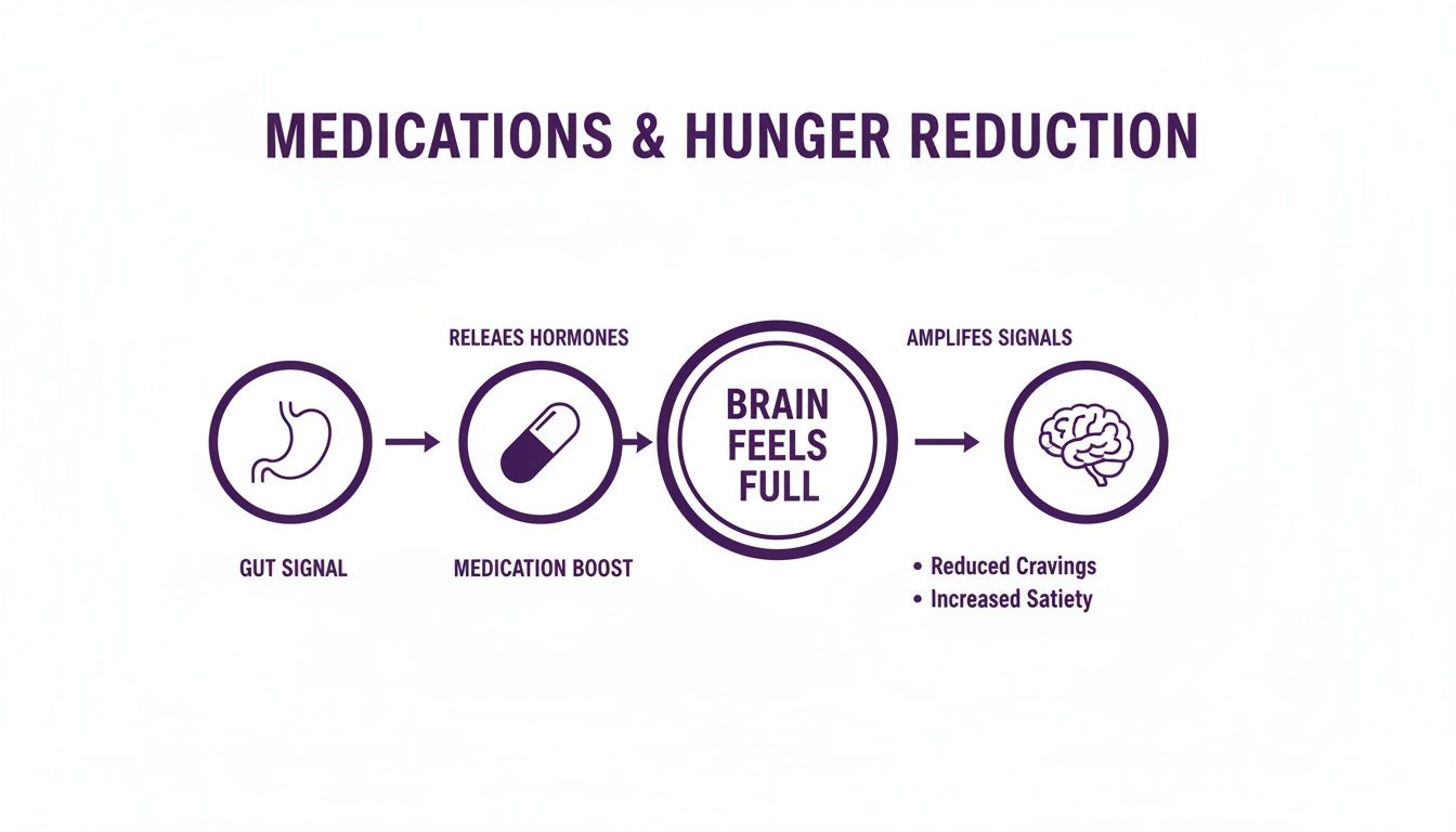 Diagram showing how medication boosts gut signals to the brain, leading to reduced hunger and increased satiety.