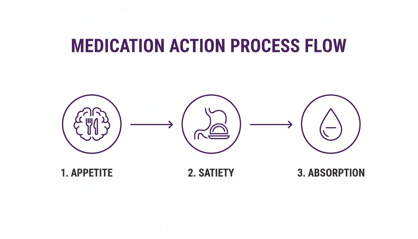 Process flow diagram illustrating how medication impacts appetite, satiety, and absorption through distinct icons.