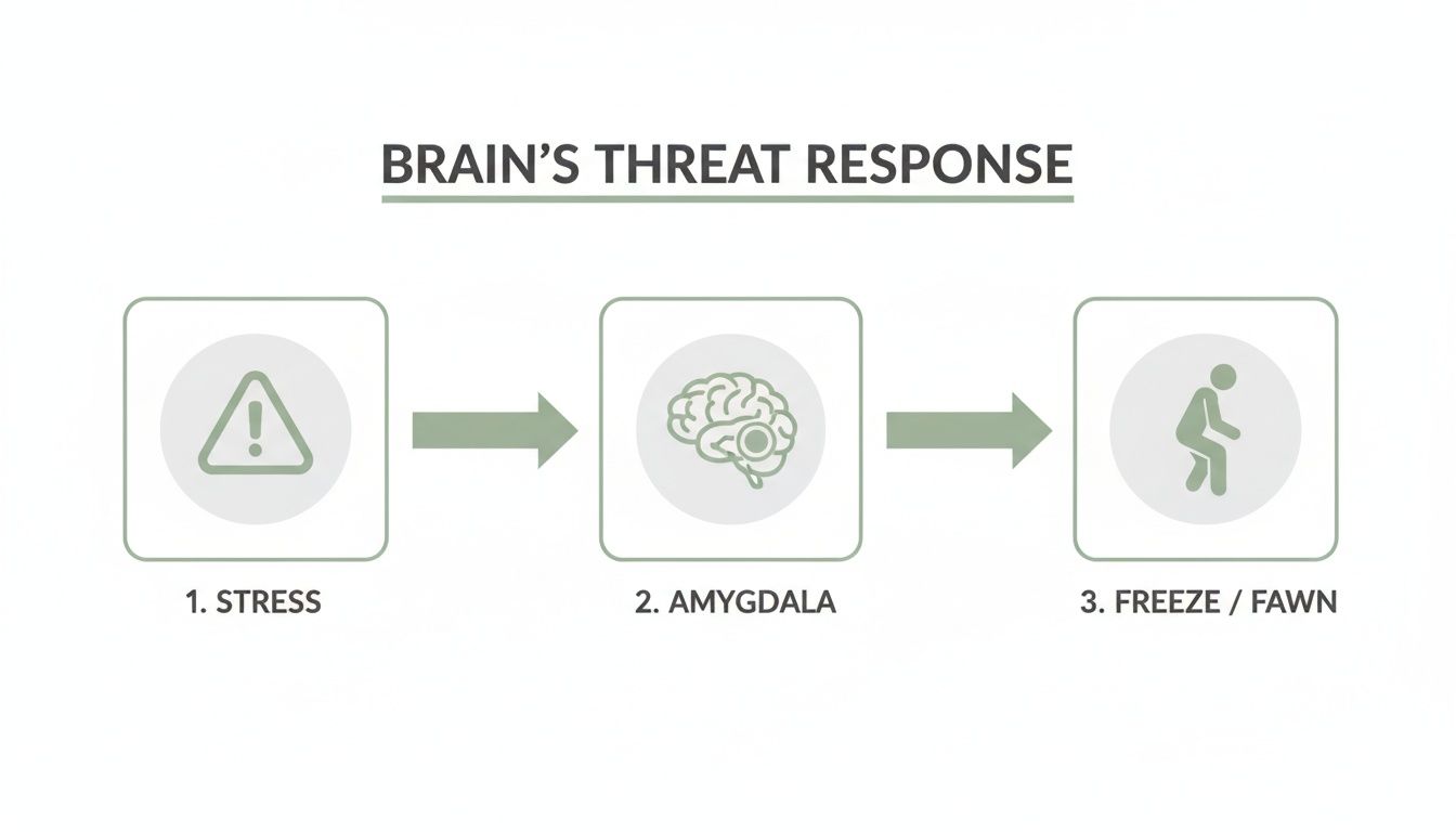 Flowchart illustrating the brain's threat response: stress activates the amygdala, leading to freeze or fawn behaviors. Flowchart illustrating the brain's threat response: stress activates the amygdala, leading to freeze or fawn behaviors.