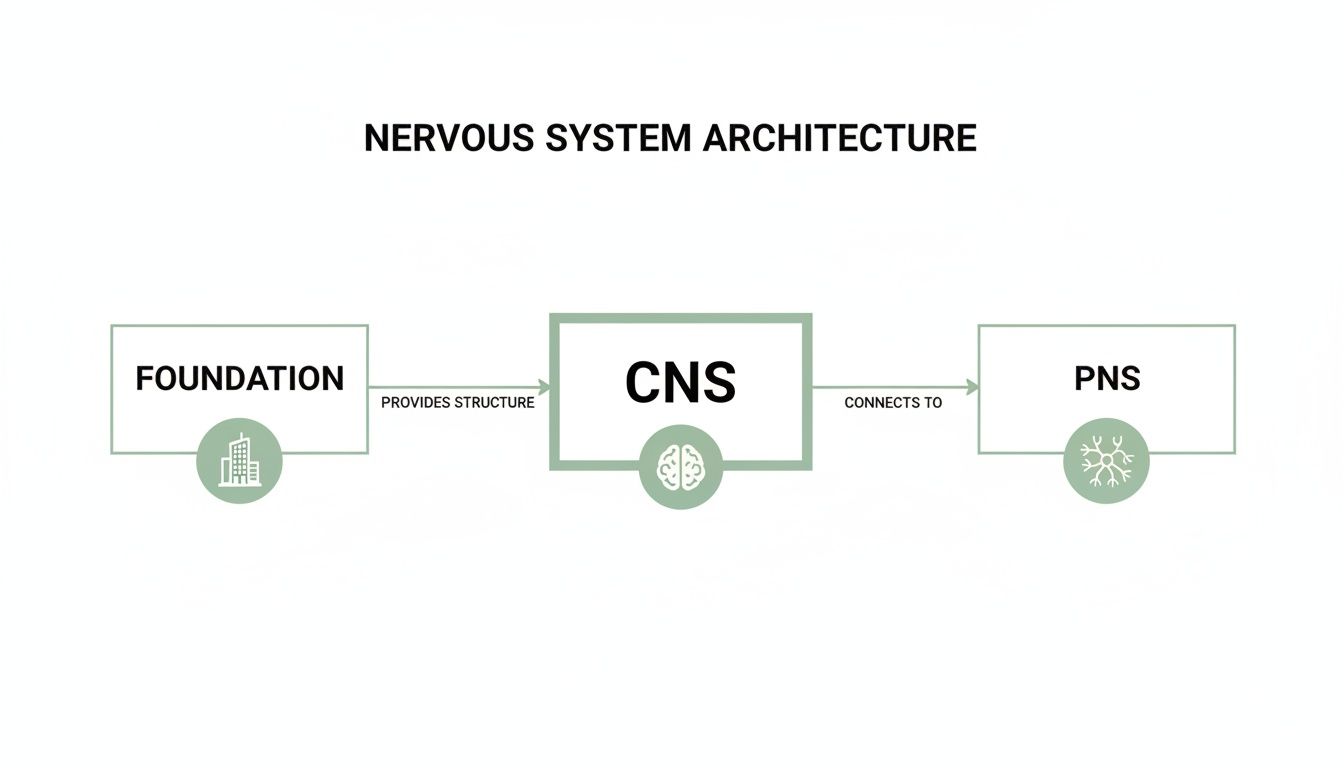 A diagram illustrating the nervous system architecture: Foundation provides structure to CNS, which connects to PNS.